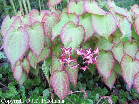  Epimedium x rubrum, tarhavarjohiippa 